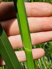 Bolboschoenus glaucus
