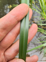 Bolboschoenus glaucus