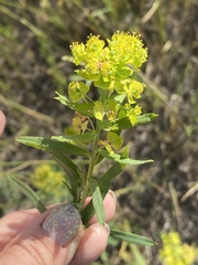 Euphorbia virgata