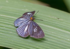 Pythonides lancea