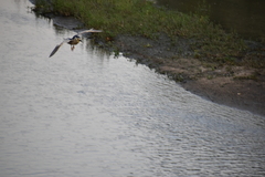 Nycticorax nycticorax
