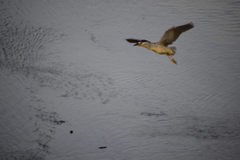 Nycticorax nycticorax