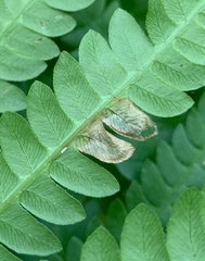 Chirosia filicis