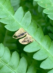 Chirosia filicis