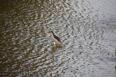 Nycticorax nycticorax