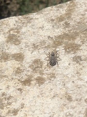 Menemerus semilimbatus