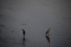Nycticorax nycticorax