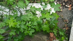 Liquidambar orientalis