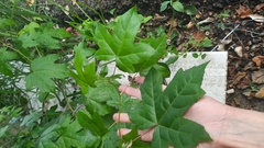 Liquidambar orientalis