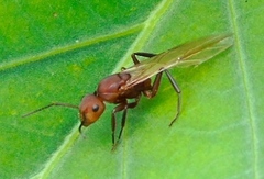 Camponotus rectangularis