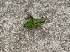Eupholidoptera schmidti