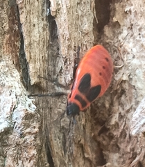Pyrrhocoris apterus