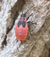Pyrrhocoris apterus