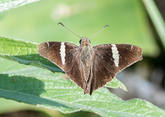 Oechydrus chersis