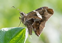 Oechydrus chersis