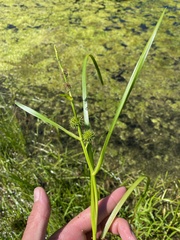Sparganium rothertii