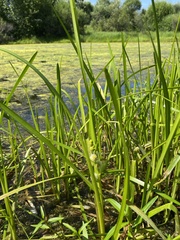 Sparganium rothertii