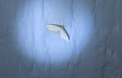 Idaea fuscovenosa