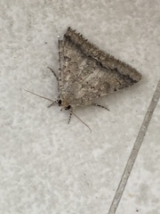 Pandesma robusta