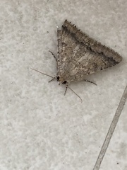 Pandesma robusta