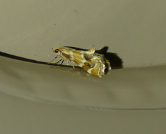 Petrophila avernalis