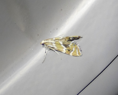 Petrophila avernalis