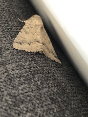 Pandesma robusta