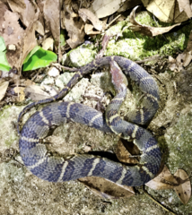 Trimerodytes aequifasciatus