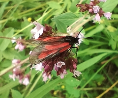 Zygaena osterodensis