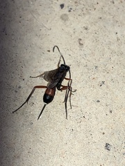 Cryptinae