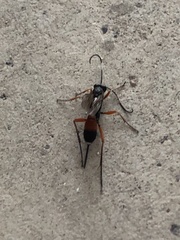Cryptinae
