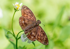 Anastrus sempiternus