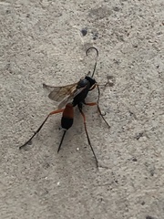 Cryptinae