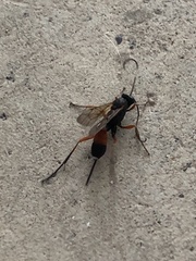 Cryptinae