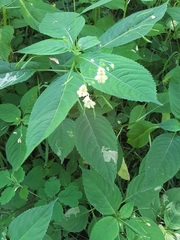 Impatiens parviflora