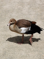Alopochen aegyptiaca