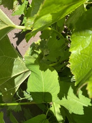 Bistorta amplexicaulis