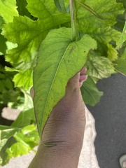 Bistorta amplexicaulis