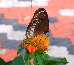 Euploea klugii