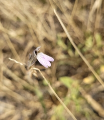 Justicia divaricata