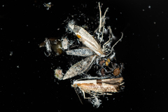 Argyresthia semifusca