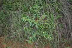 Polygala arvensis
