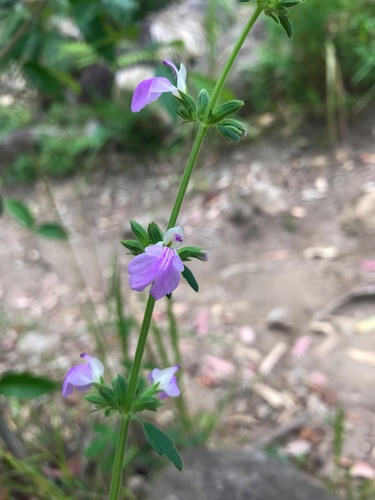 Anisomeles moschata (Anisomeles moschata)
