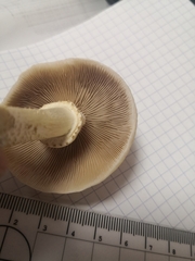 Agaricales