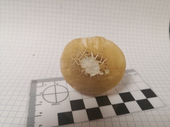 Agaricales