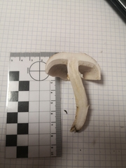 Agaricales