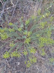 Euphorbia seguieriana