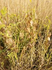 Lessertia benguellensis