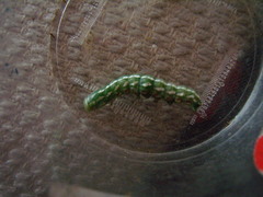 Lithophane leautieri