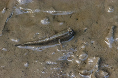 Periophthalmus modestus